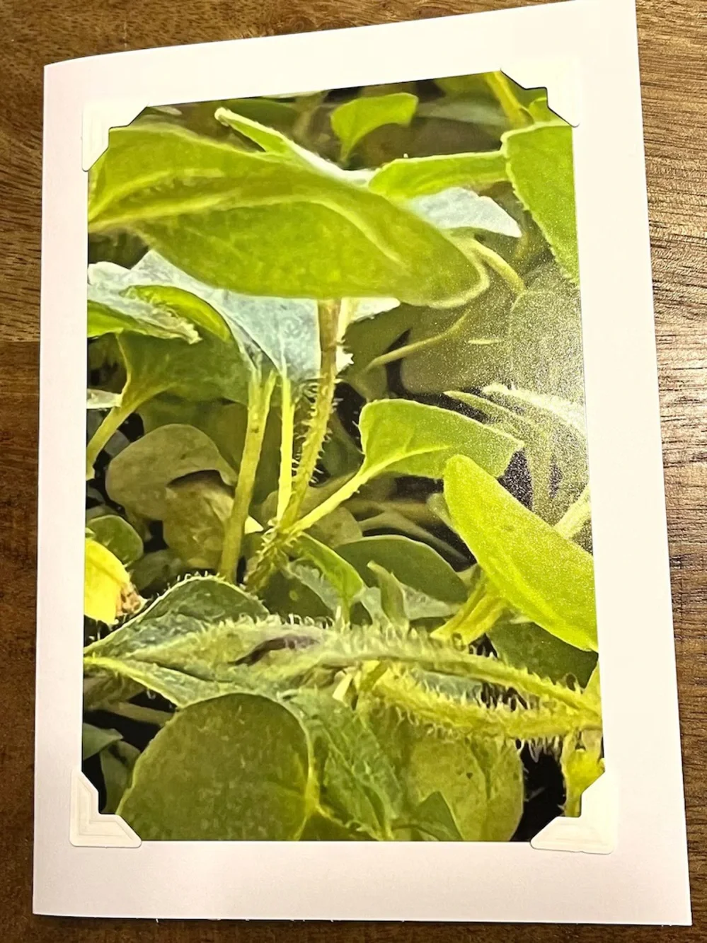 Botanical Photo Greeting Cards - Set of 4